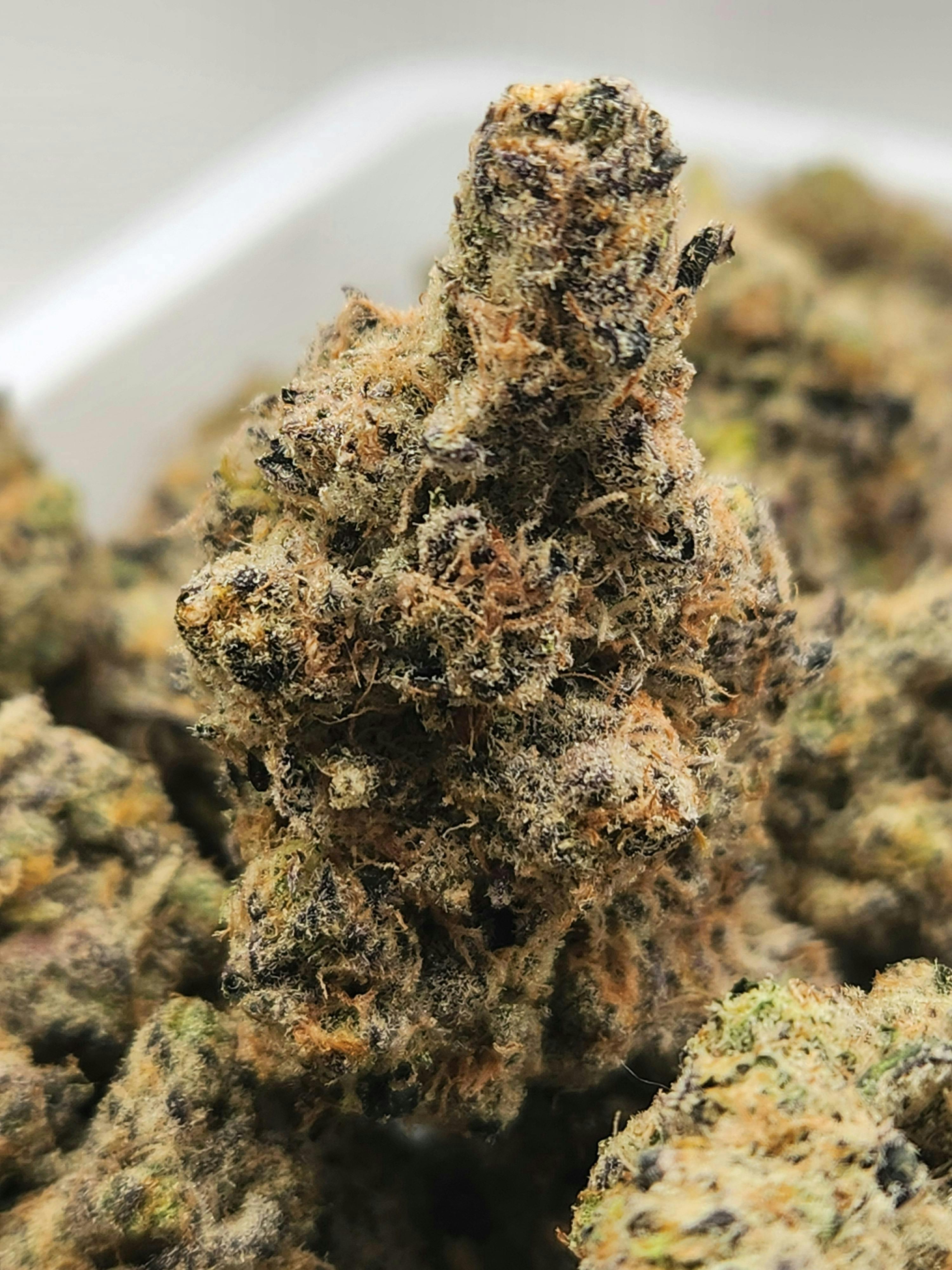 Platinum Lemon Cherry Gelato | Thin Mint GSC x Lemon Haze | Hybrid
