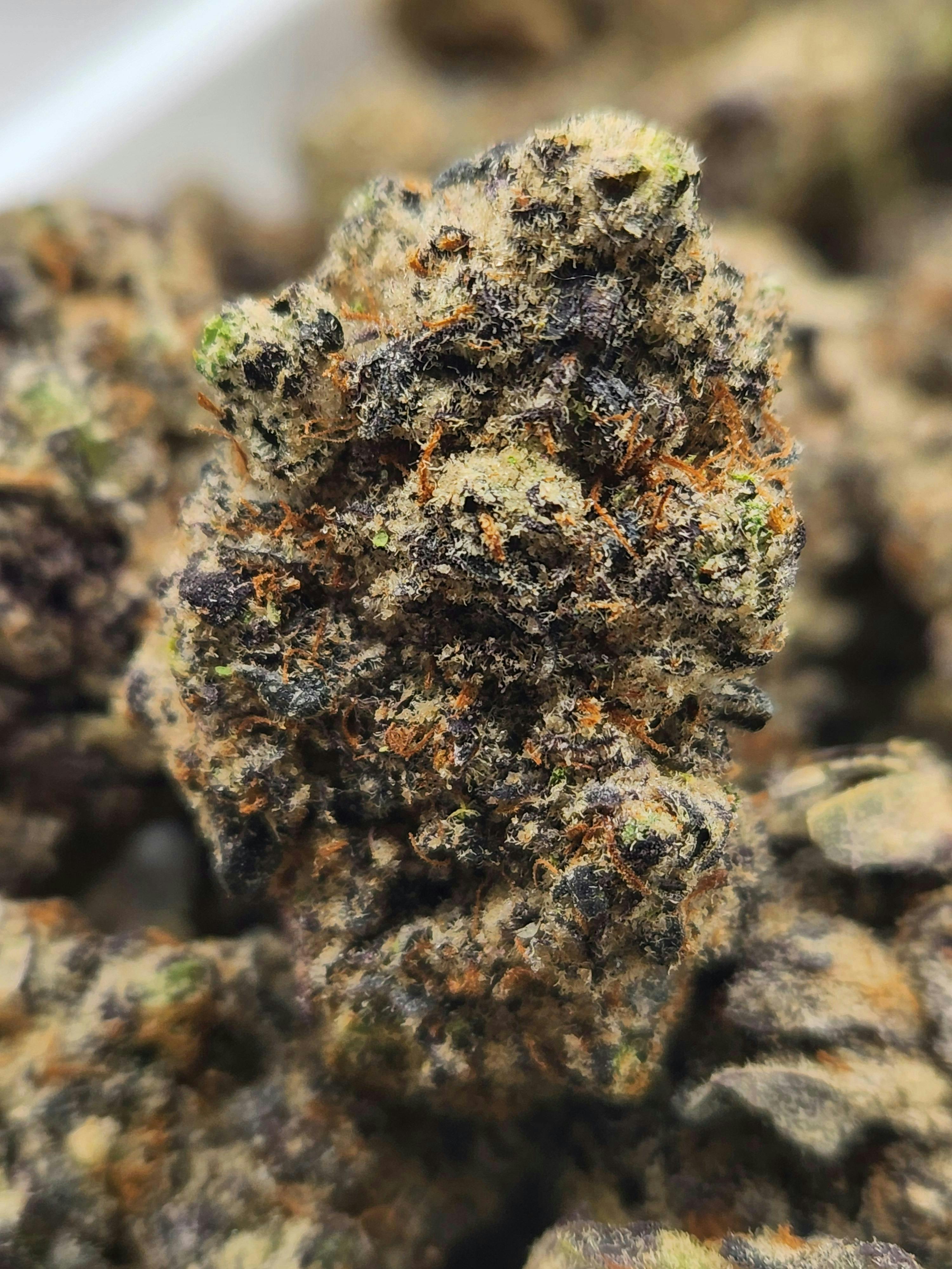 Randy's Candy | Kid Dynamite x Meyers Lemon | Hybrid