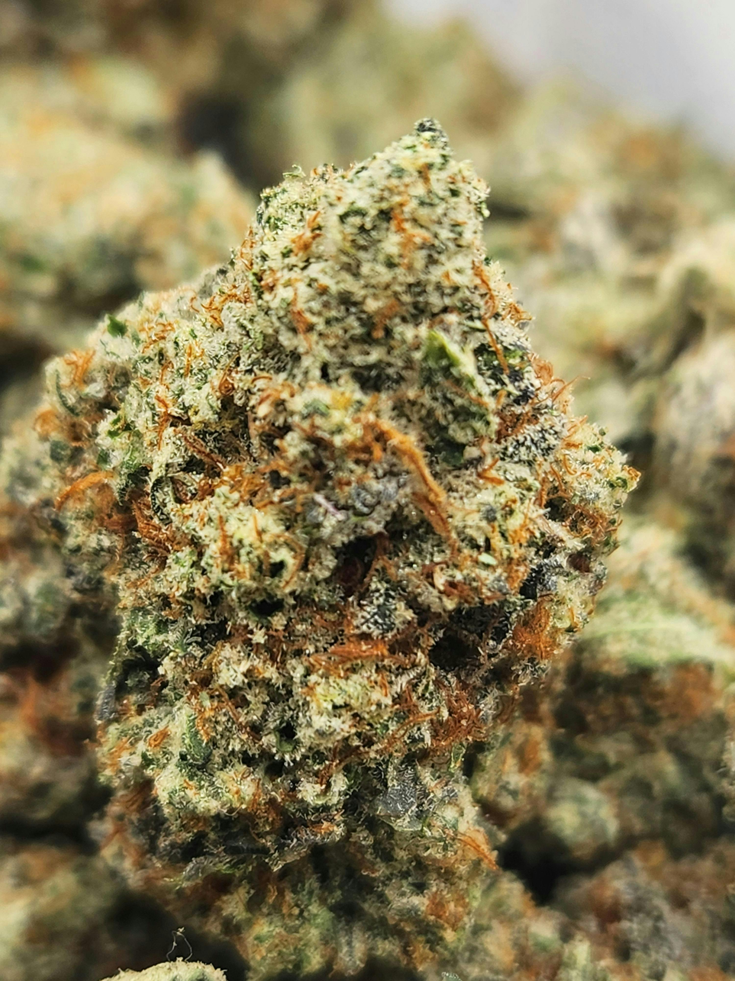 Jetfuel OG | Hybrid