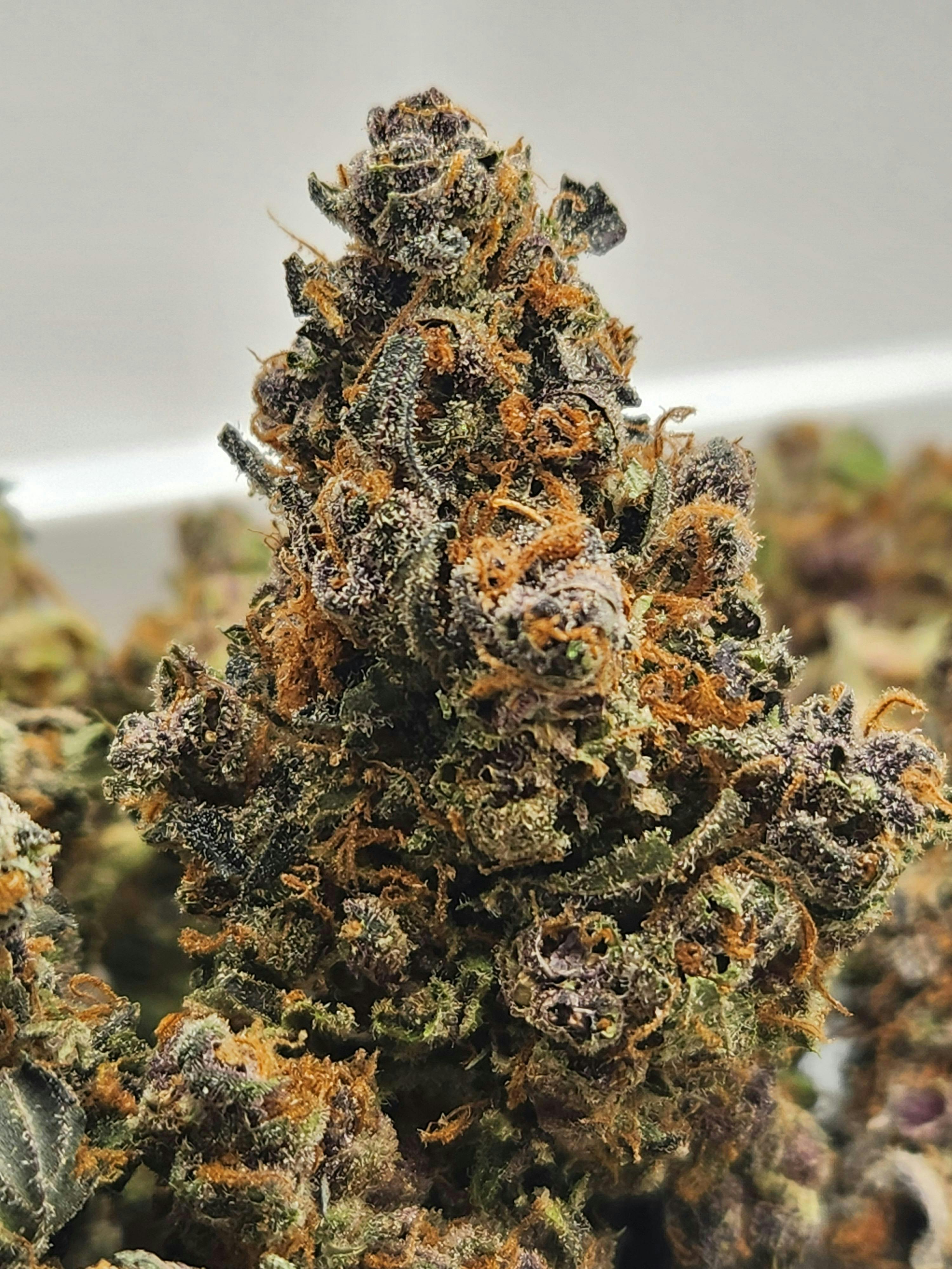 🆕 Paradise Pine | Indica
