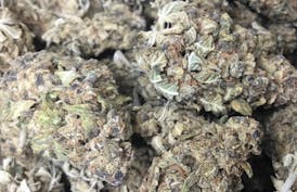 New Flower - Napali Pink - 18% Sativa