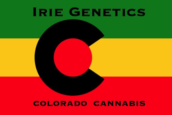 Morning Dew (Grateful Dawg x Arise) 10pk Regular Seeds at Farley's Cannabis Farm (Medical)