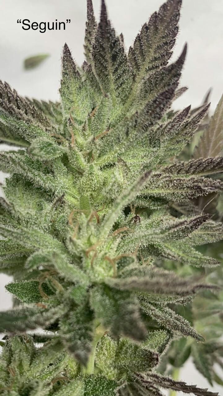 Seguin (Sagadahoc Moondance x Zkittlez BX1) 12pk Regular Seeds