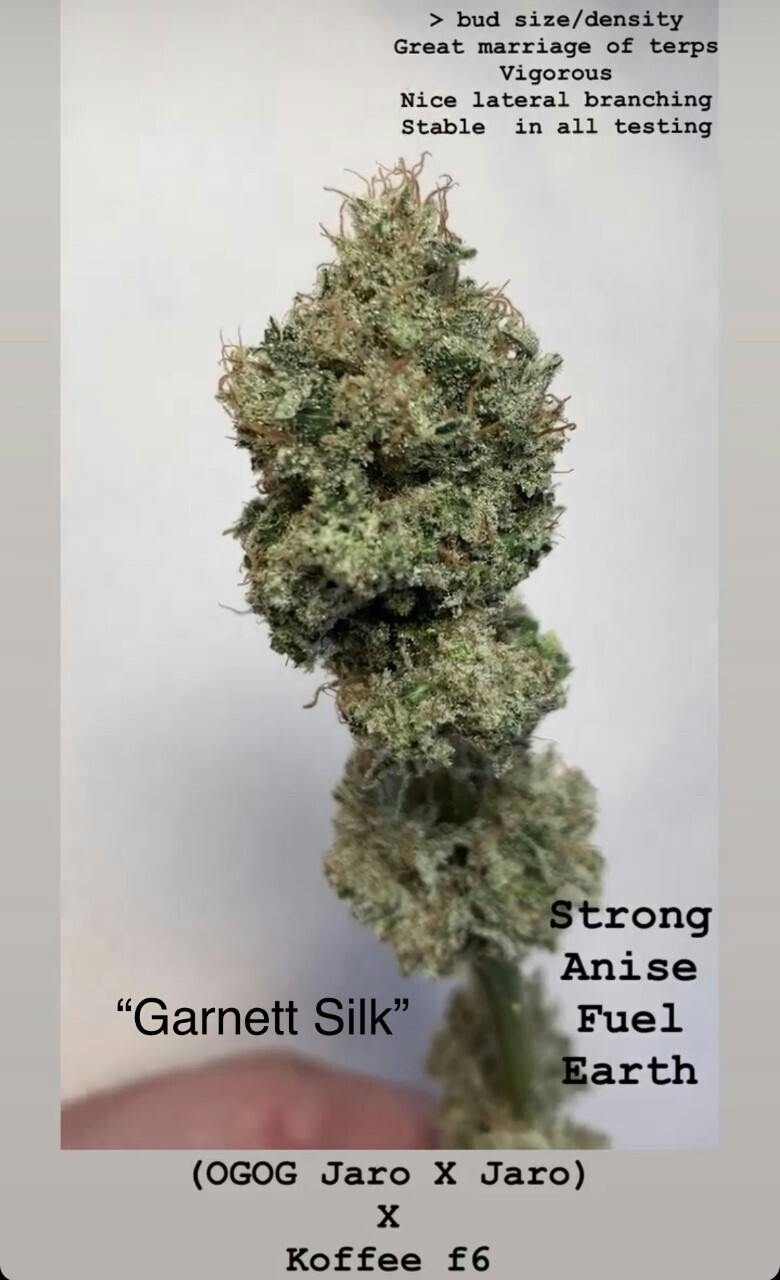 Garnett Silk (OGOGJARO x Koffee F6) 12pk Regular Seeds