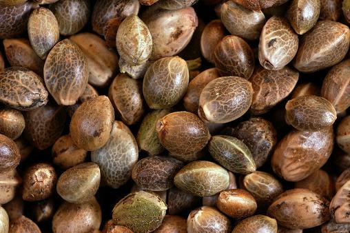 SBF: Pineapple Cheese 10pk Regular Seeds at Farley's Cannabis Farm (Medical)