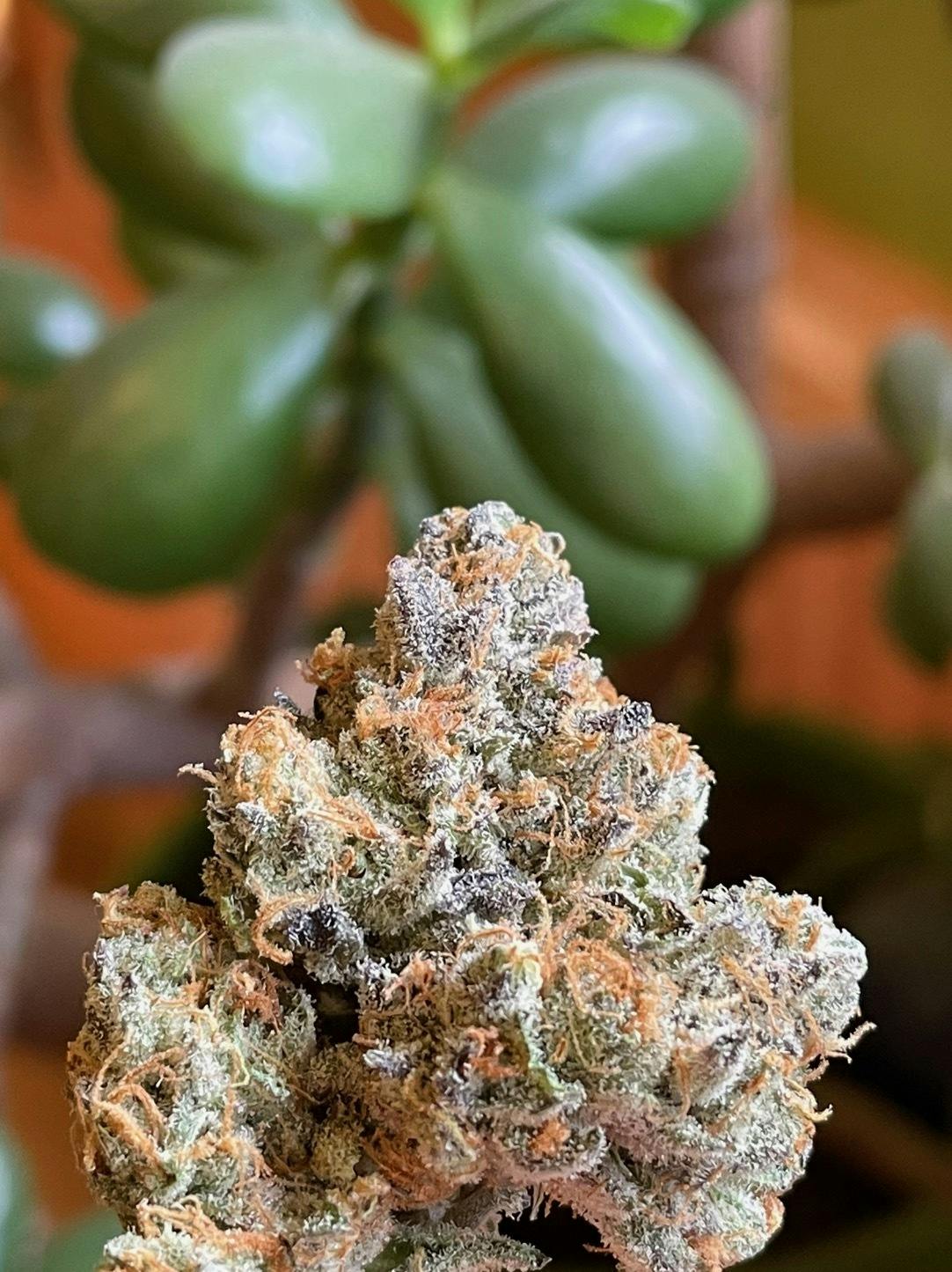 Platinum Lemon Cherry Gelato - Green Trap Cannabis