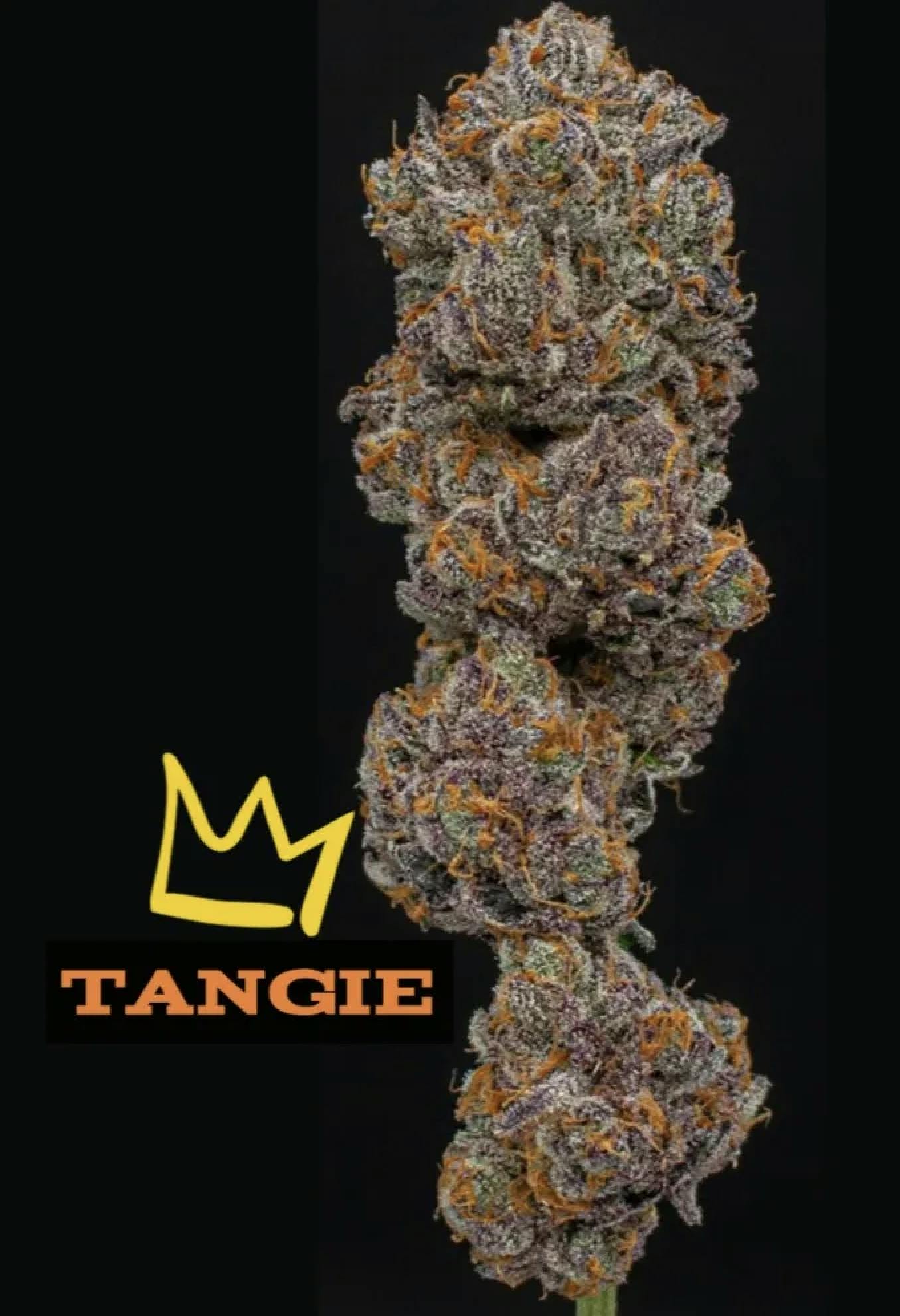 Tangie | Fresh Big Buds | 3.5g by Green Dynasty