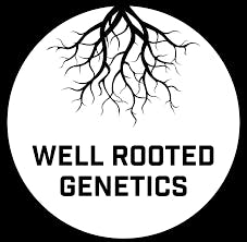 Well Rooted Genetics | Teflon Don | Big Buds | 3.5g by Well Rooted Genetics