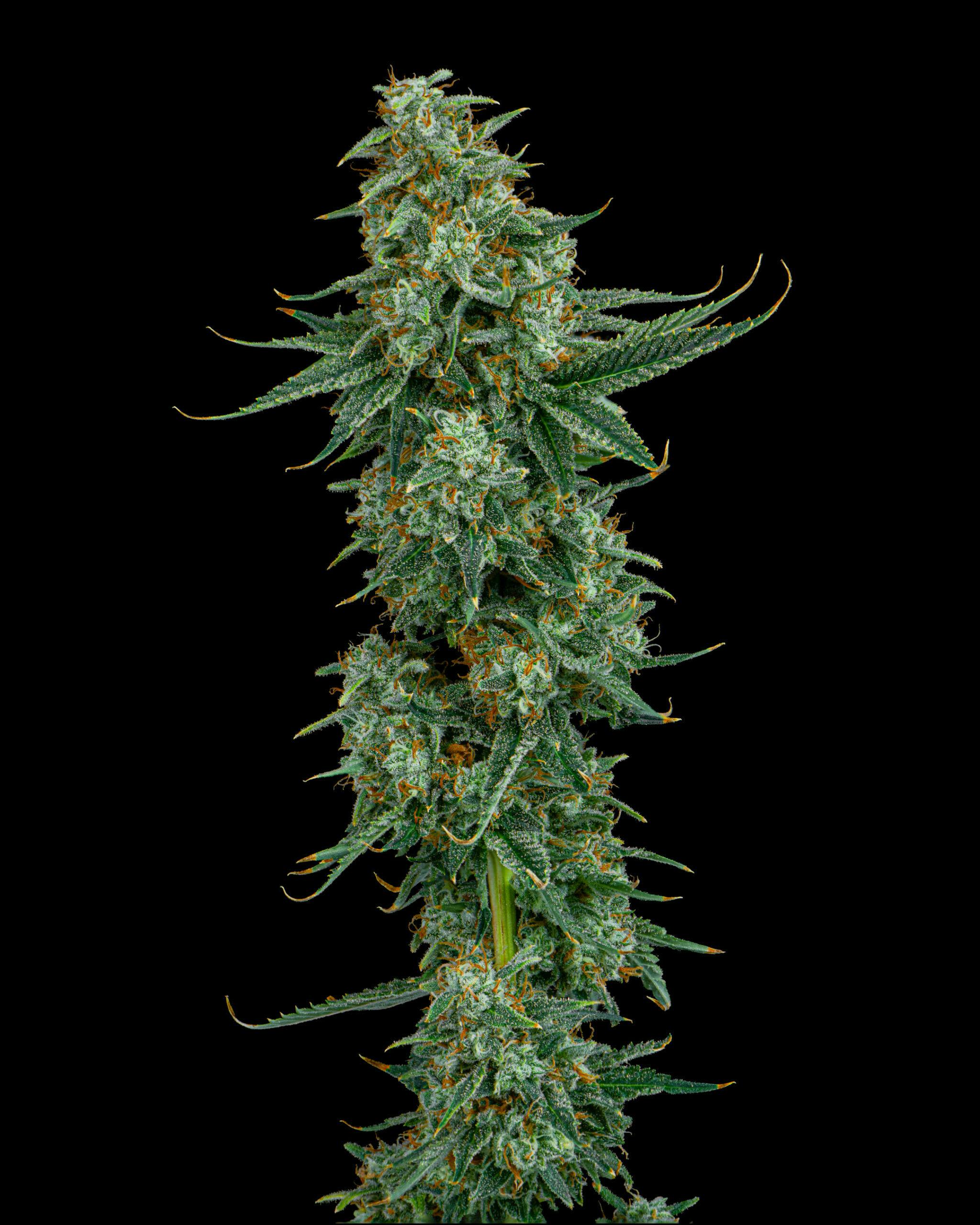 Dirty Taxi | 3.5g