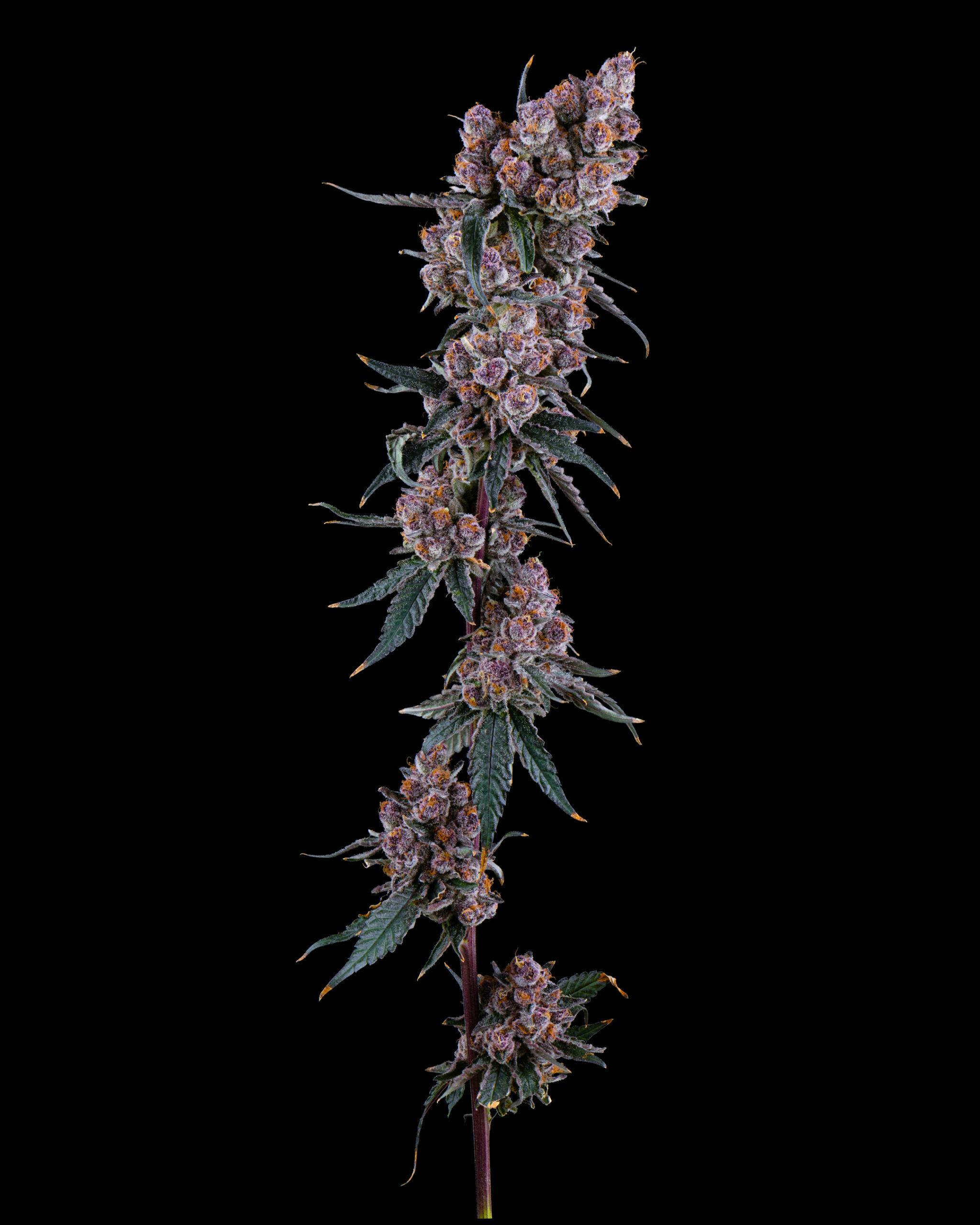 Blockberry | 3.5g