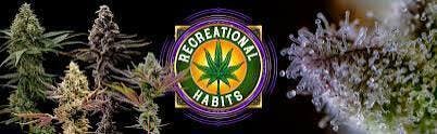 Platinum Lemon Cherry Gelato by Recreational Habits