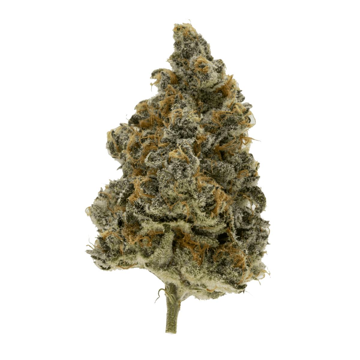Super Boof | Flower by Natty Rems