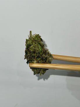 (VITAL) Firulais Flor (Casita Gang)