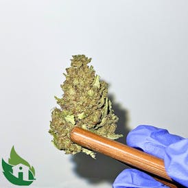 (18) Top Gun Flor (Pal Apretau')