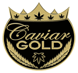CAVIAR GOLD CAVI CONE | CG58 - HYBRID (1.3G)