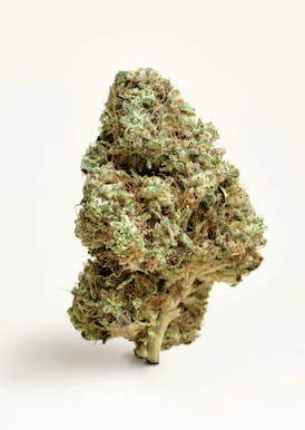 White Widow