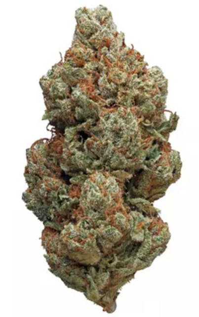 BLUE COOKIE MONSTER INDICA