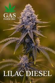Lilac Diesel | Big Buds | 3.5g