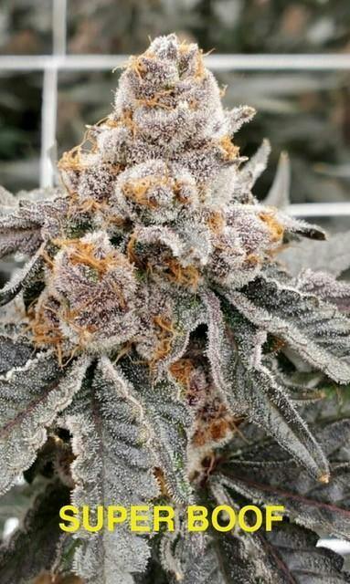 GAS FARMS BIGS 7G Super Boof PRE-PACK