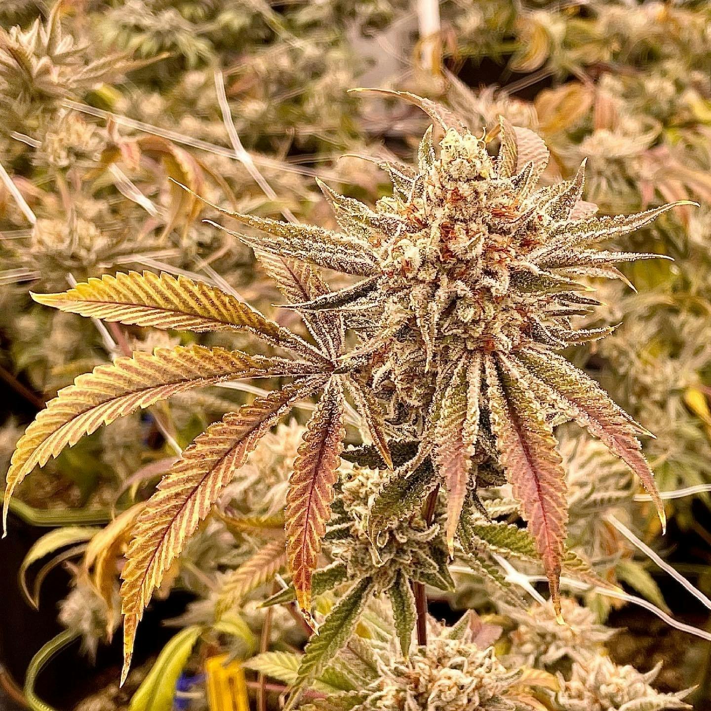 LA Kush Cake