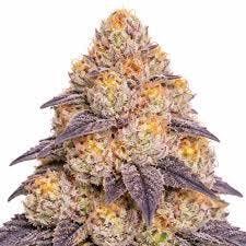 Grow | Flower | Lemon Lime Slushy | 3.5g