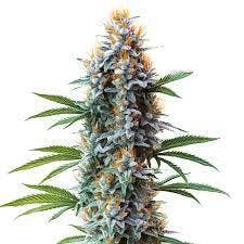 Grow | Flower | Blue Zerts | 3.5g