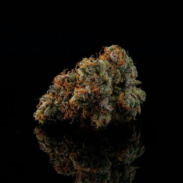 Black Truffle by Zenoa