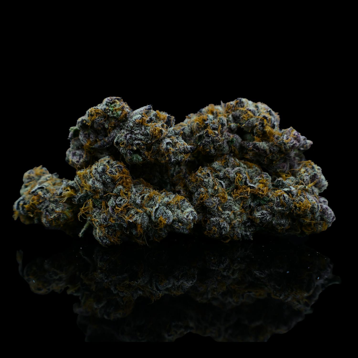Zenoa | Zruntz | Terps 2.06 |3.5