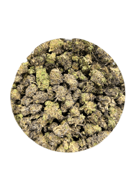 Sunny D - Hybrid Flower