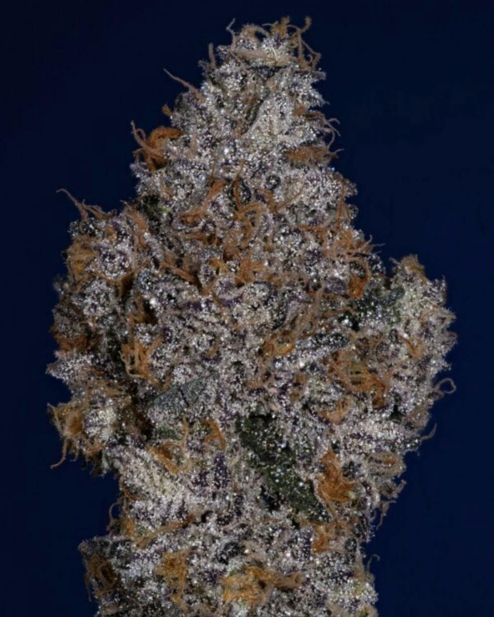 Thicc Midnight Storm | (3.5G) Sherbanger22 x Tornado Breath