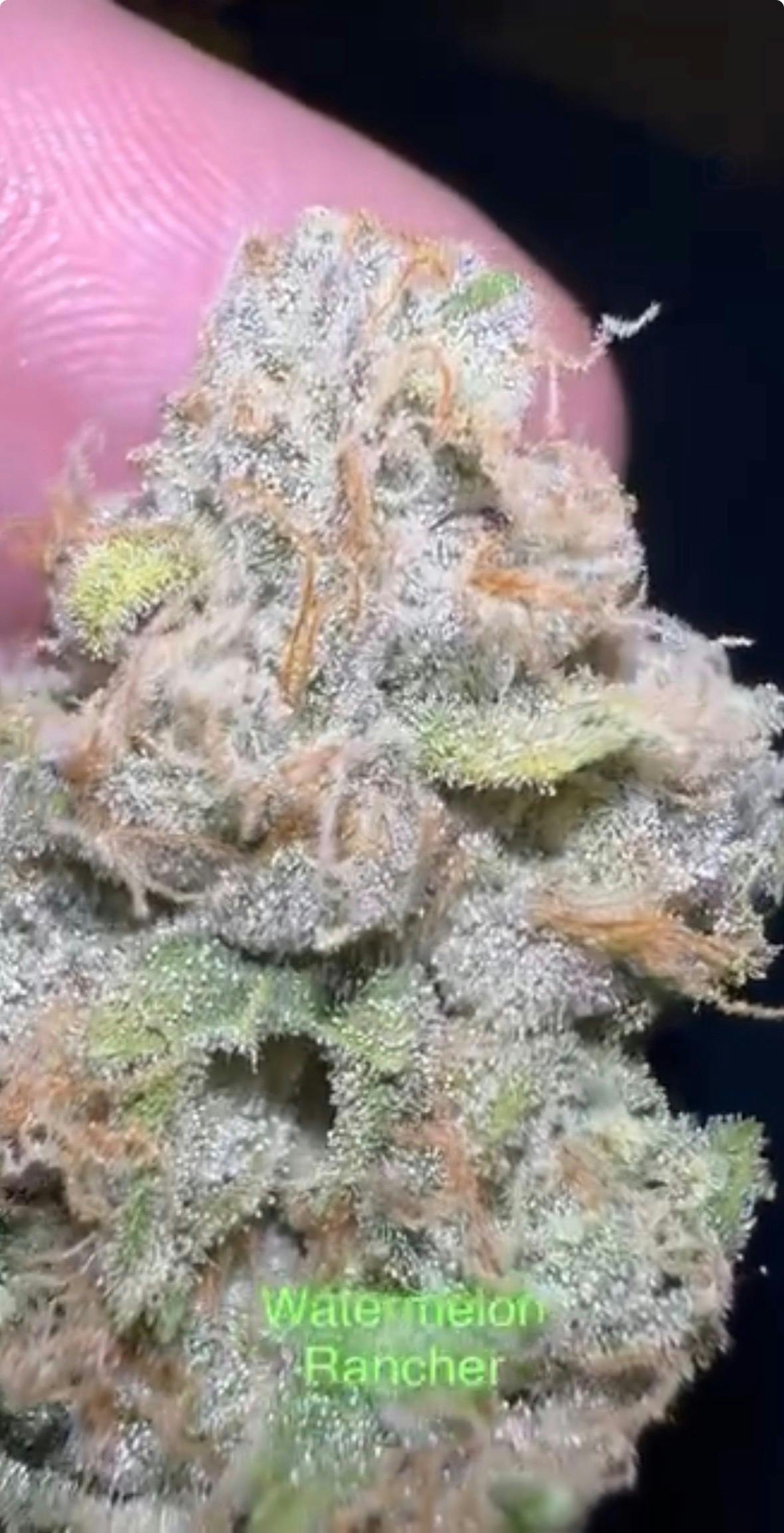 Watermelon Rancher | (3.5G) by Oklahoma Oulawz