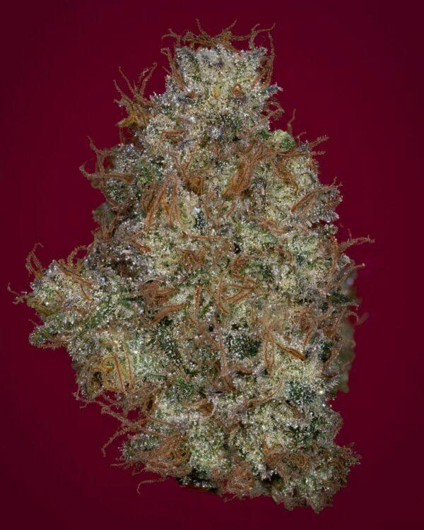 Pulp Friction | (3.5G) by THICC