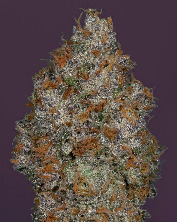Tropical Royale | (3.5G) by THICC