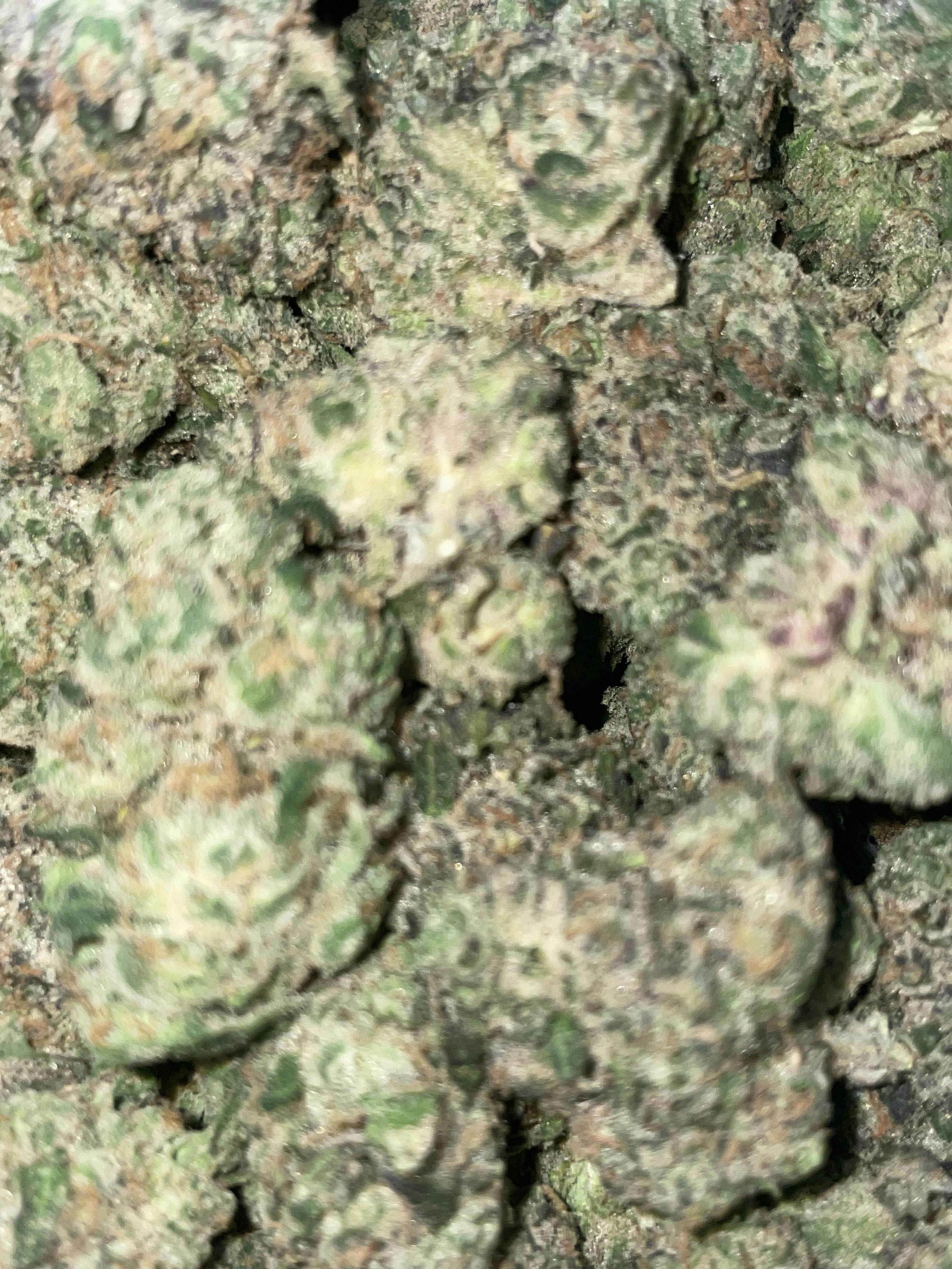 Tropic Runtz Big Buds
