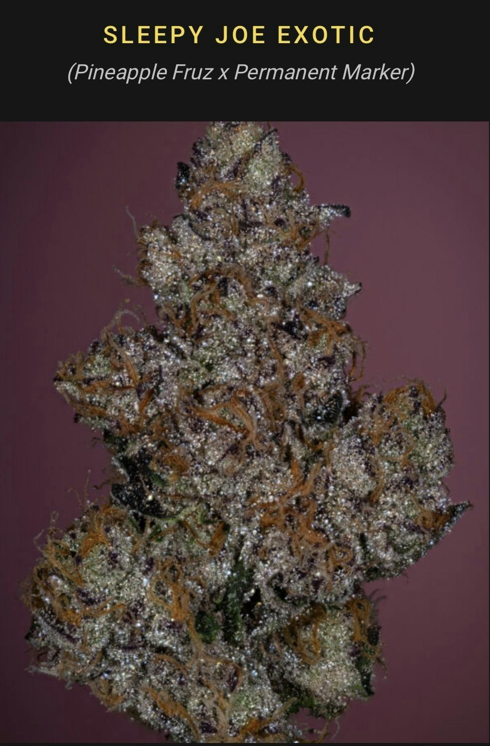 THICC: SLEEPY JOE EXOTIC 3.5G