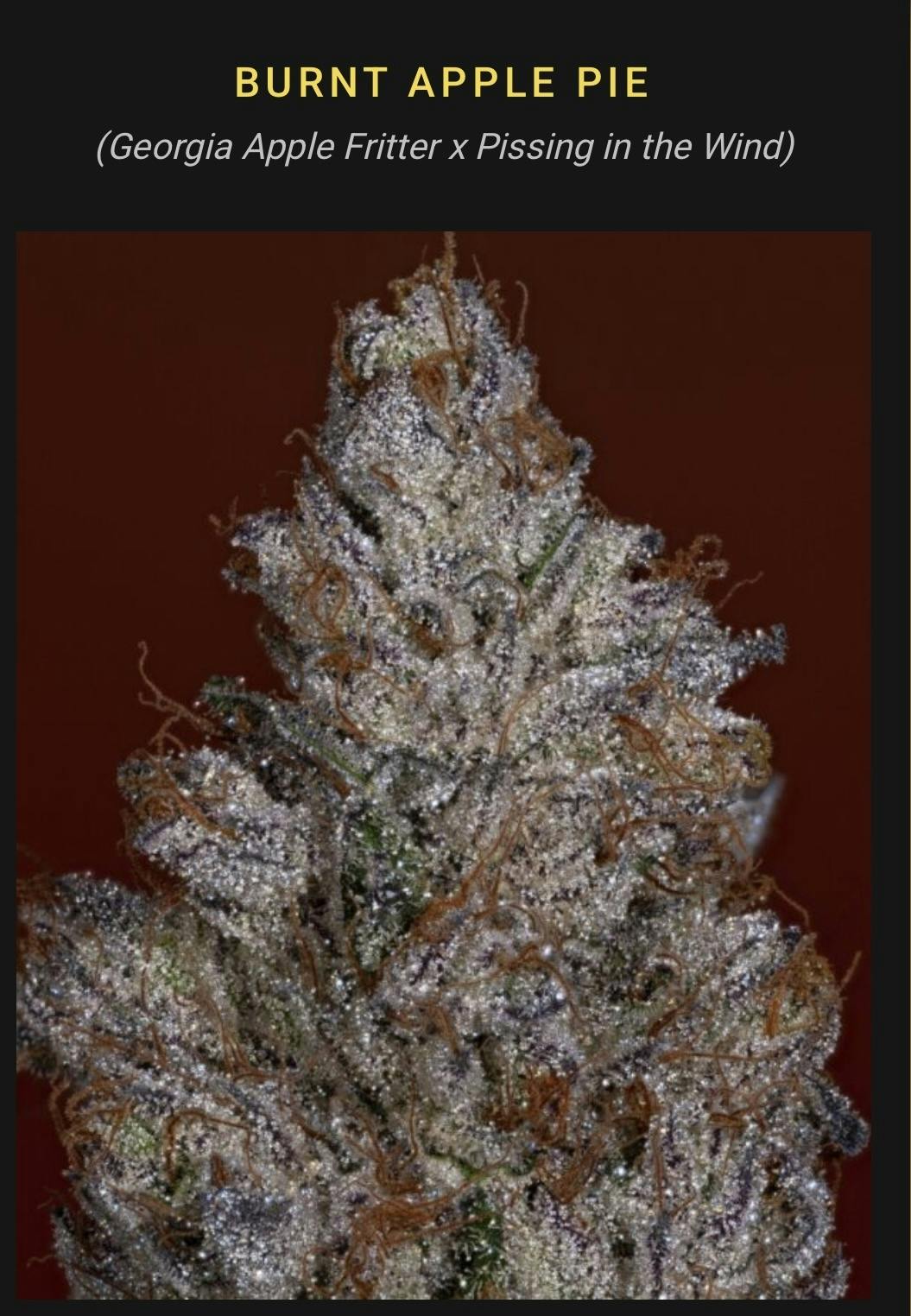 Burnt Apple Pie Big Buds