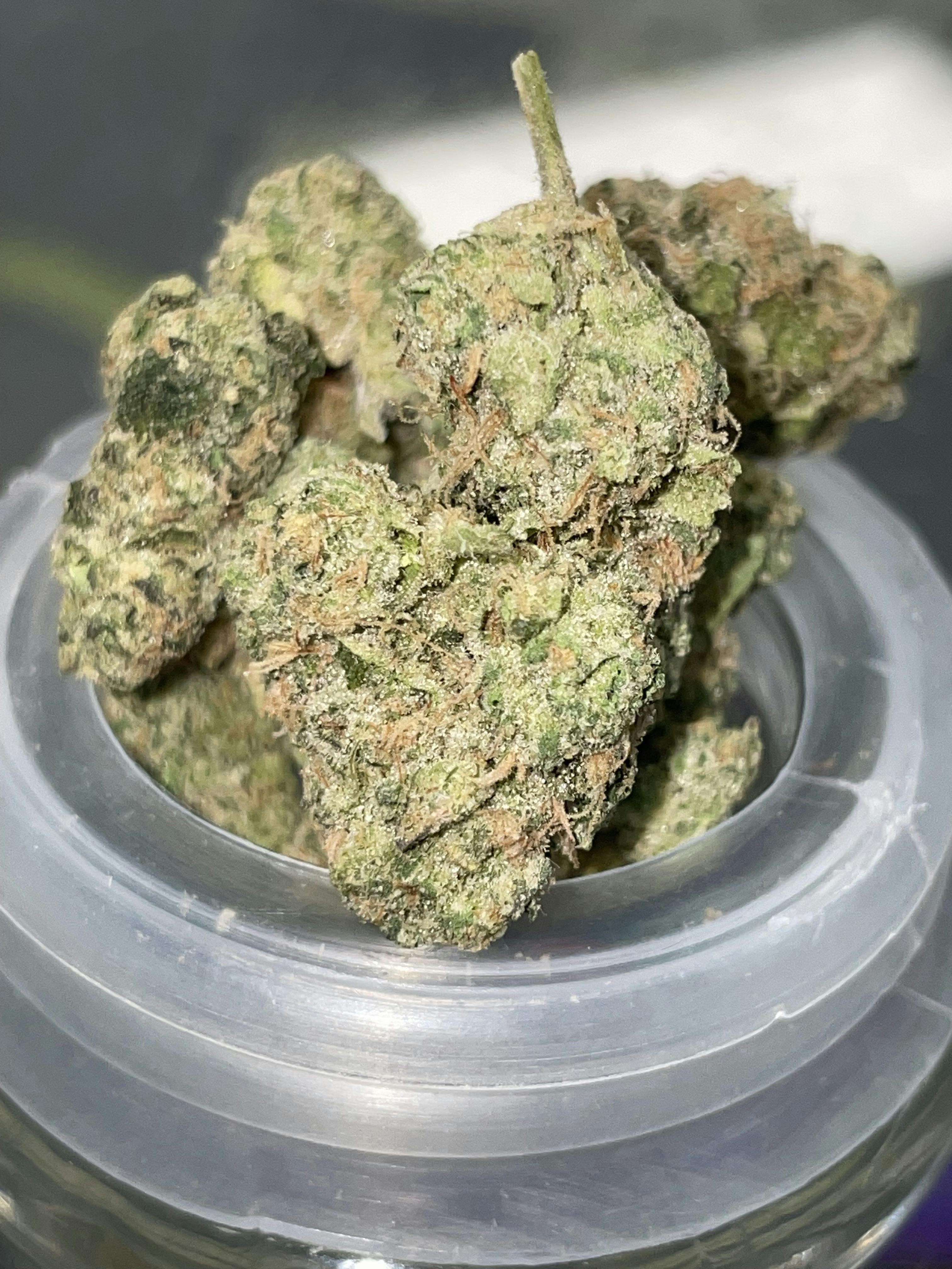 ELITE: BLACK MAPLE 3.5G