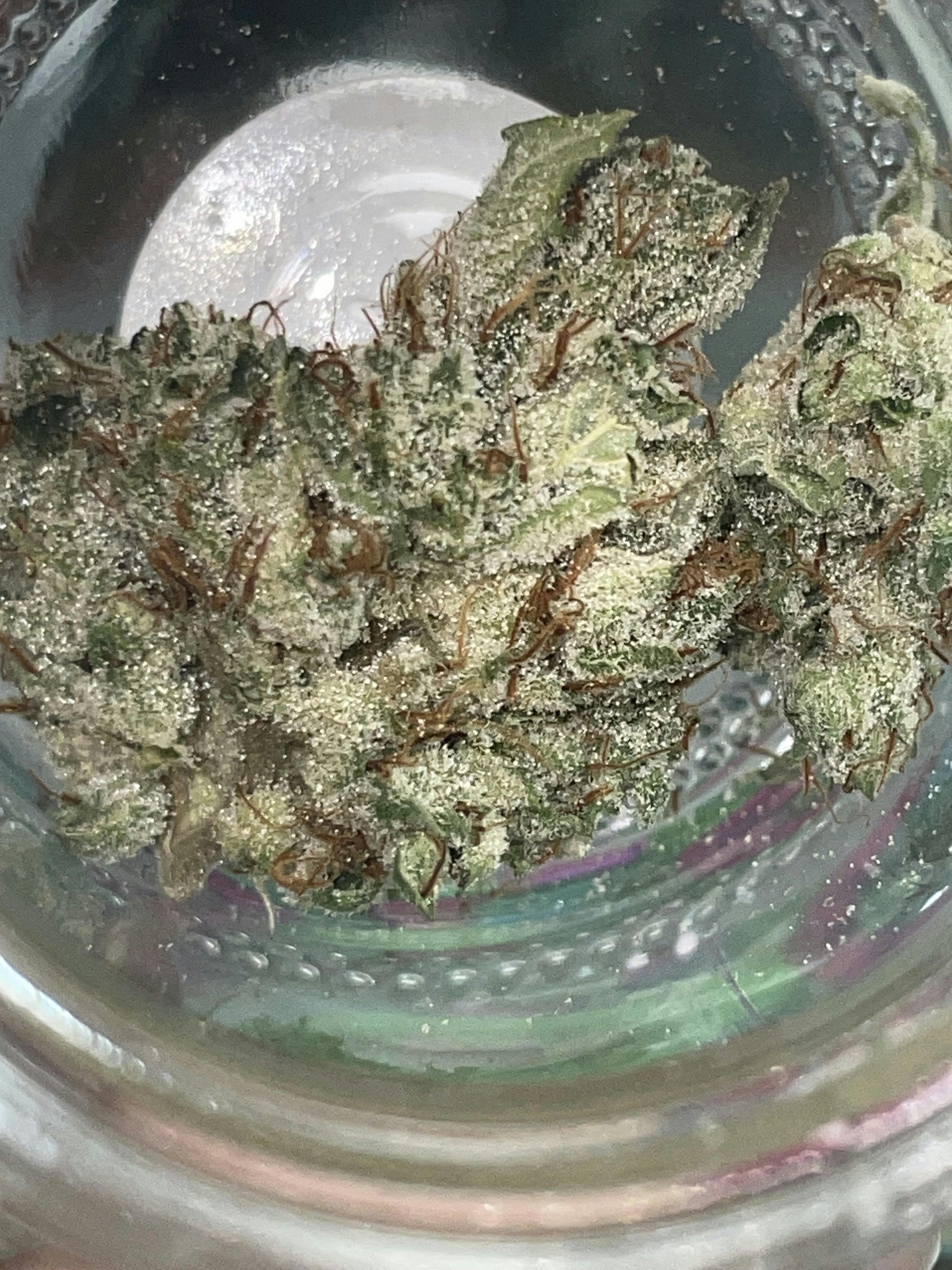 SKUNK: ROTTEN FRUIT COCKTAIL 3.5G