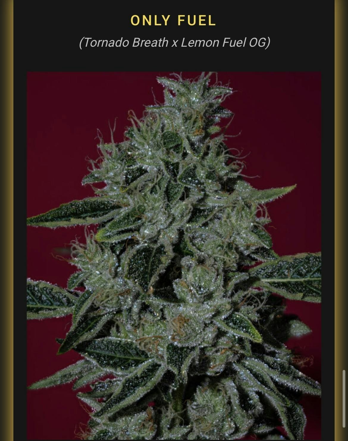THICC: ONLY FUEL 3.5G