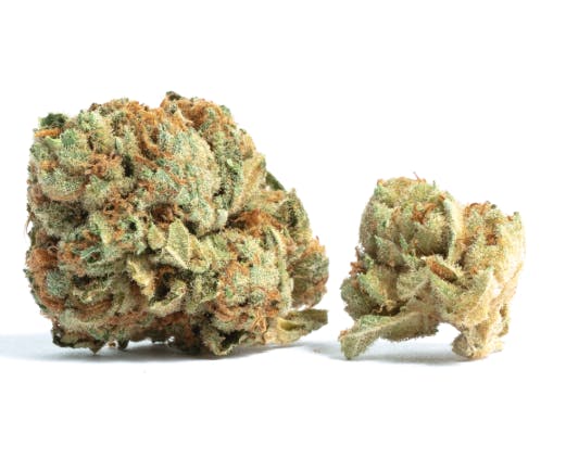 Gelato-indoor-14G