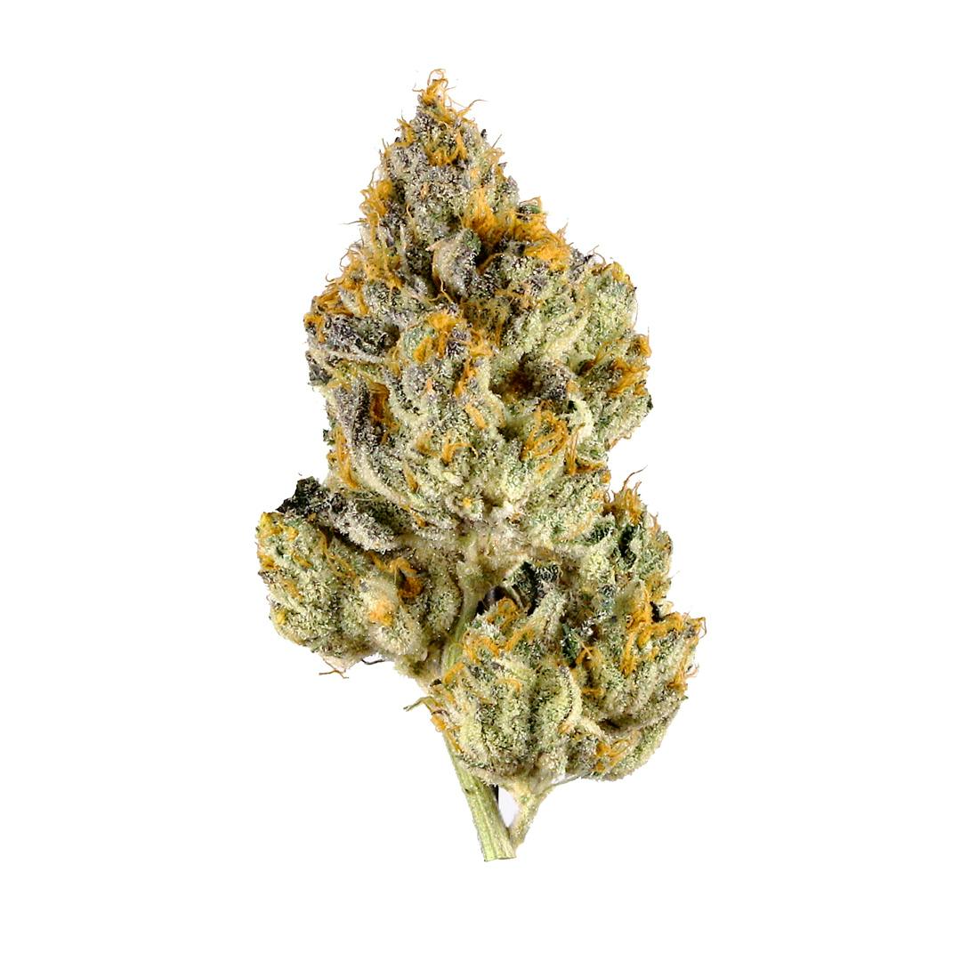 Oreo-indoor 3.5G