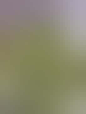 AK-47 - 2.2% Terps | $50 oz | AK47