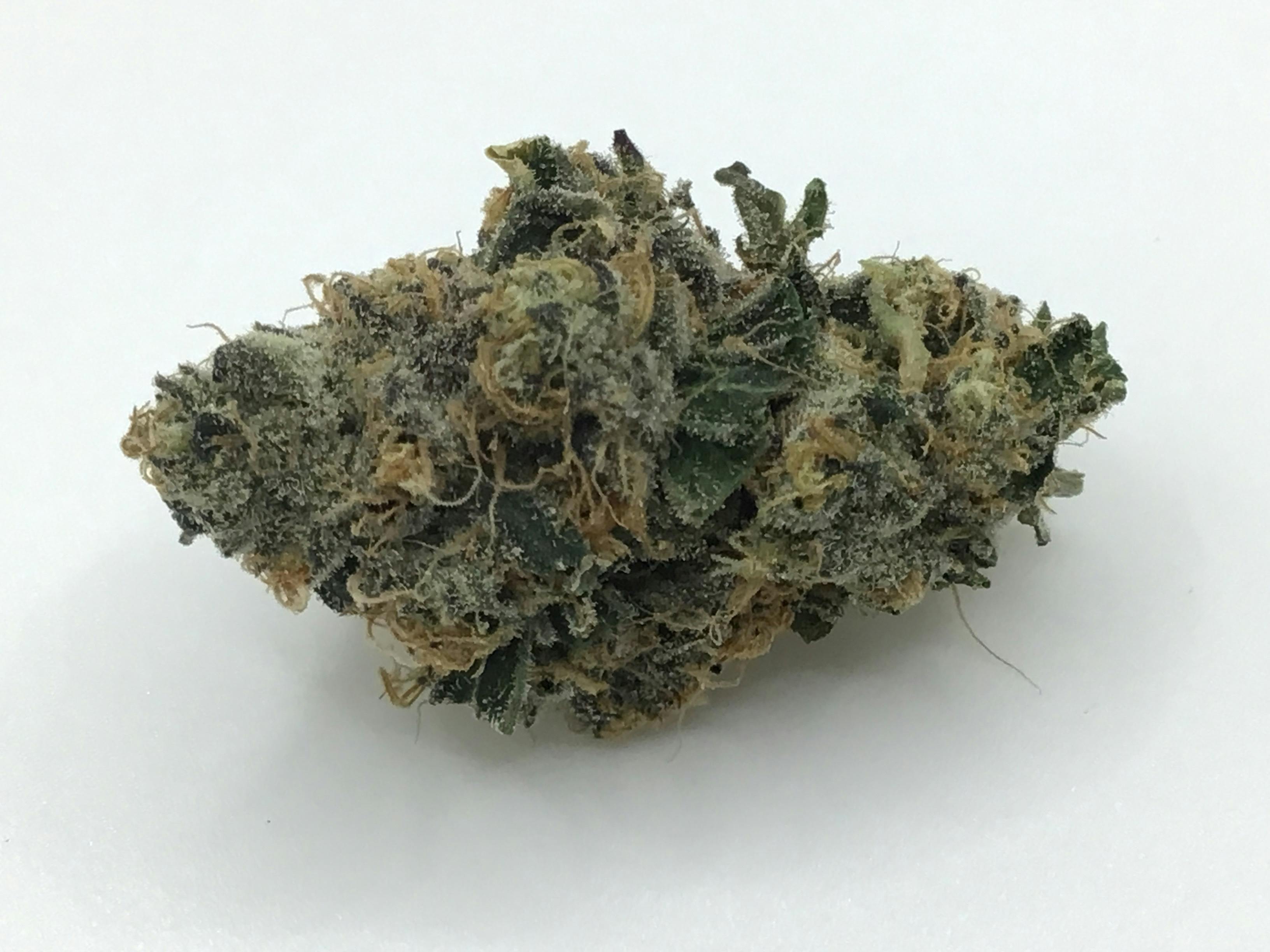Animalz by Indoor Plant Kingdom