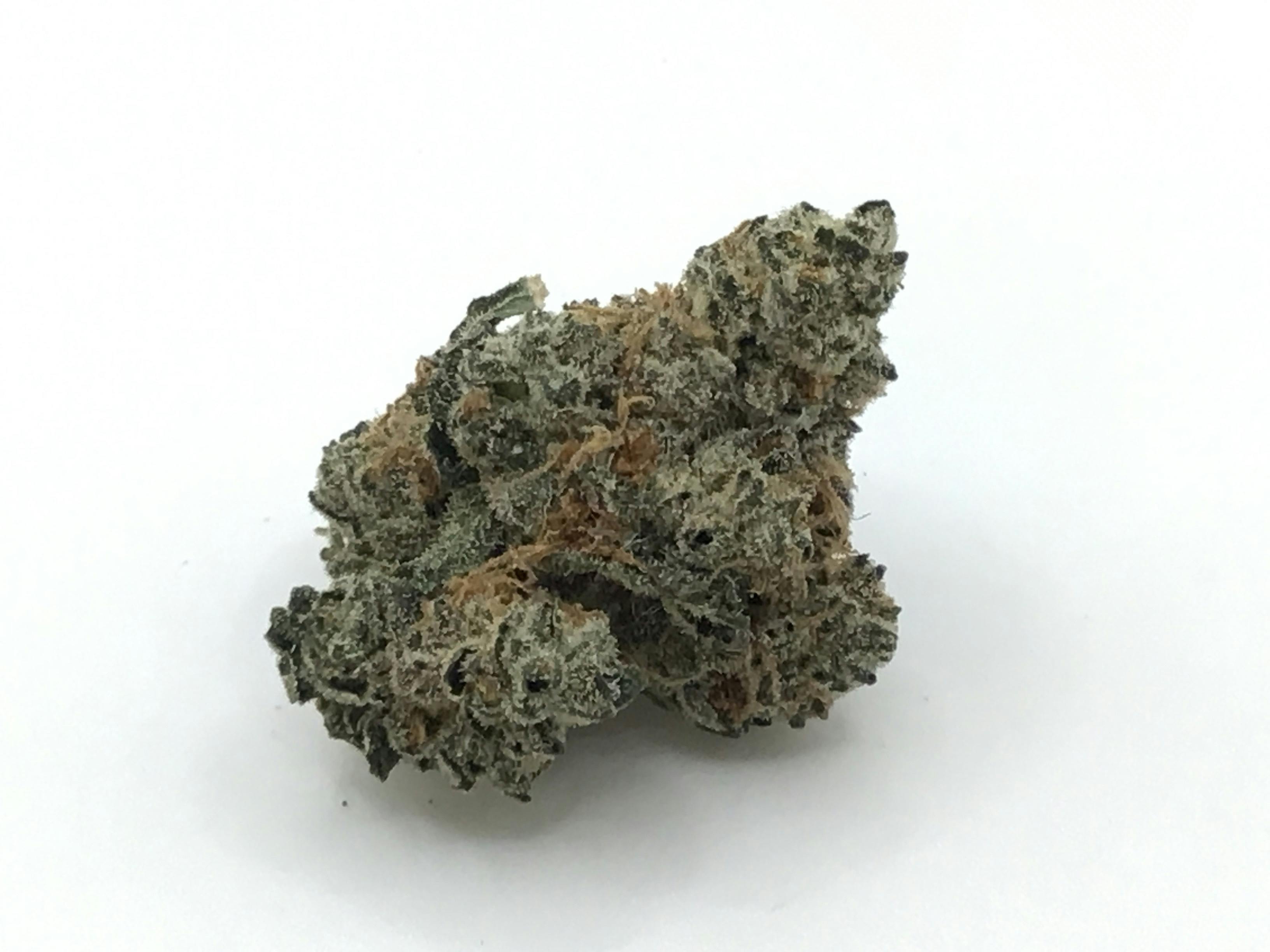 Straight 2 Hell by Mainezilla Gardens