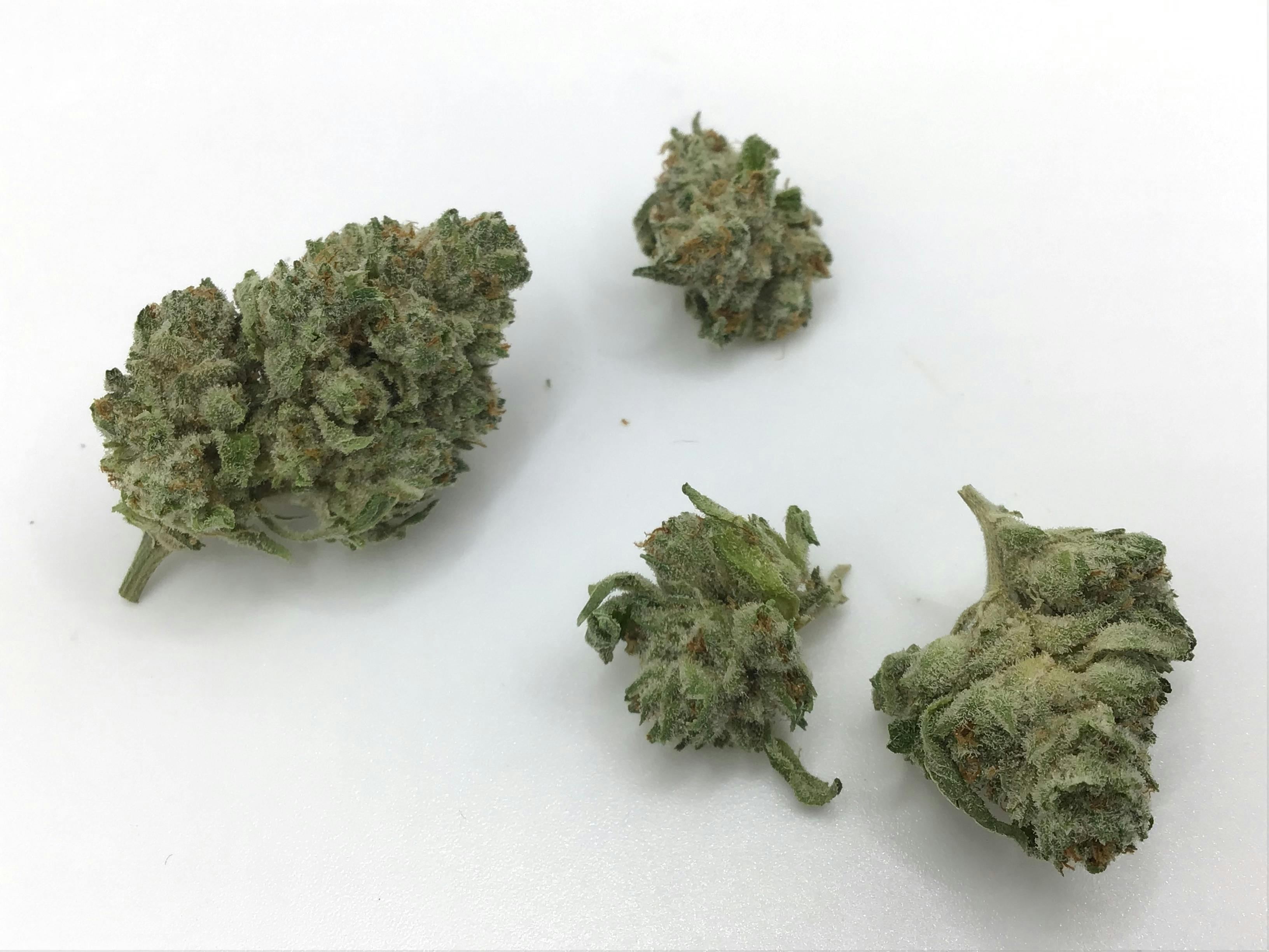 1oz Kimbo Glue Smalls by Holistic Wellness