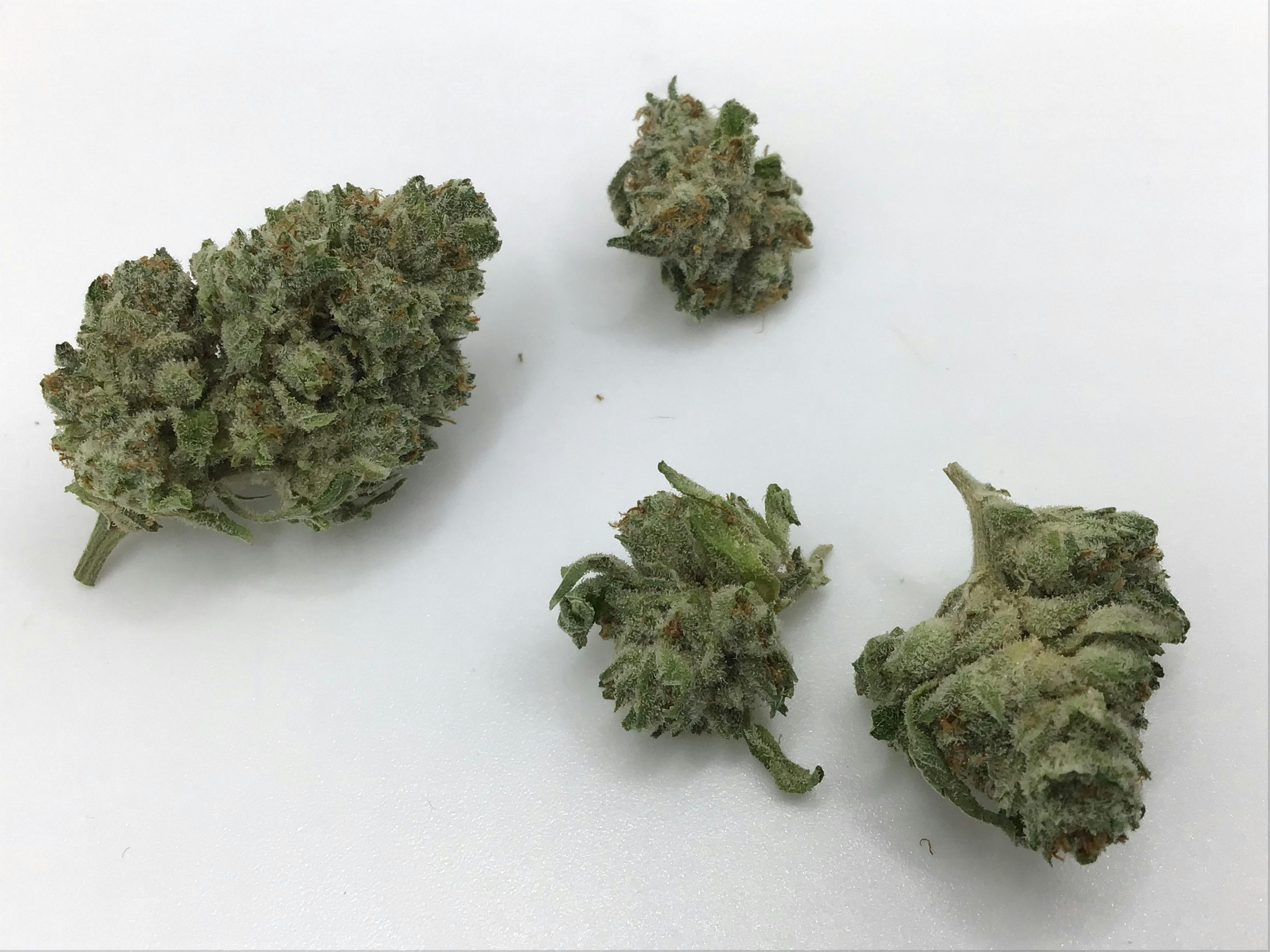 1/2oz. Kimbo Glue Smalls by Holistic Wellness