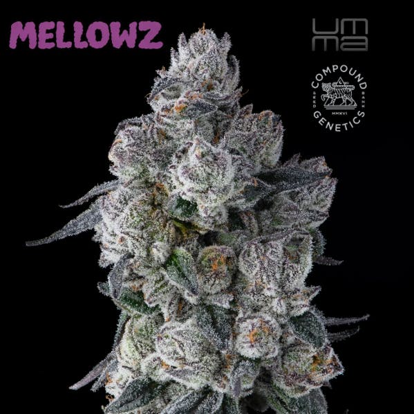 UMMA SONOMA — Mellowz