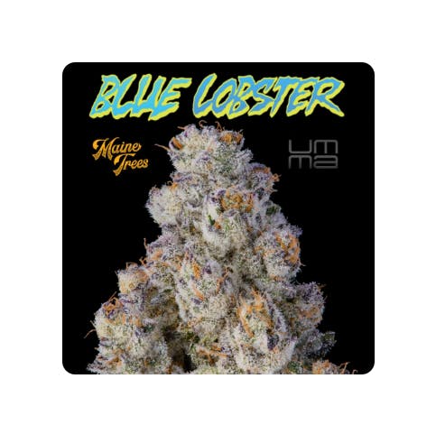DELIGHTED - PREMIUM — Blue Lobster