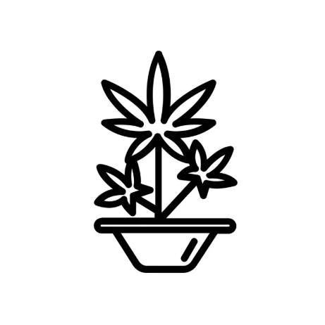 HEARTROCK MOUNTAIN FARM - SEEDS NON-FEM [10CT] SIRIUS RISING OG