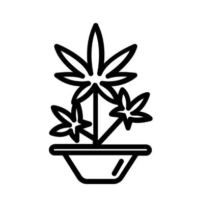 FLASH - HEARTROCK MOUNTAIN FARM - SEEDS NON-FEM [10CT] VELVET KOFFEE